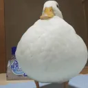 DrShwaggins